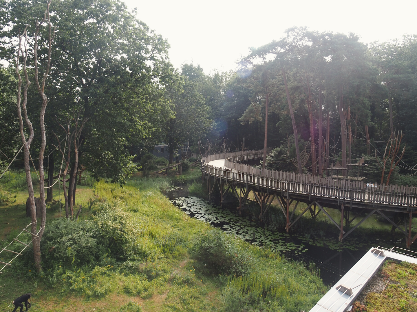 Part of the bonobo island, visitor boardwalk and capybara and spider monkey exhibit seen from the viewing area on the bonobo building, 2024-08-18