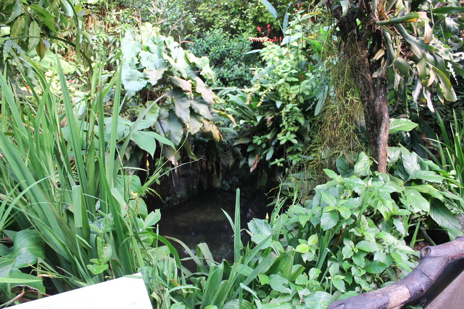 Part of the Broad-snouted caiman enclosure