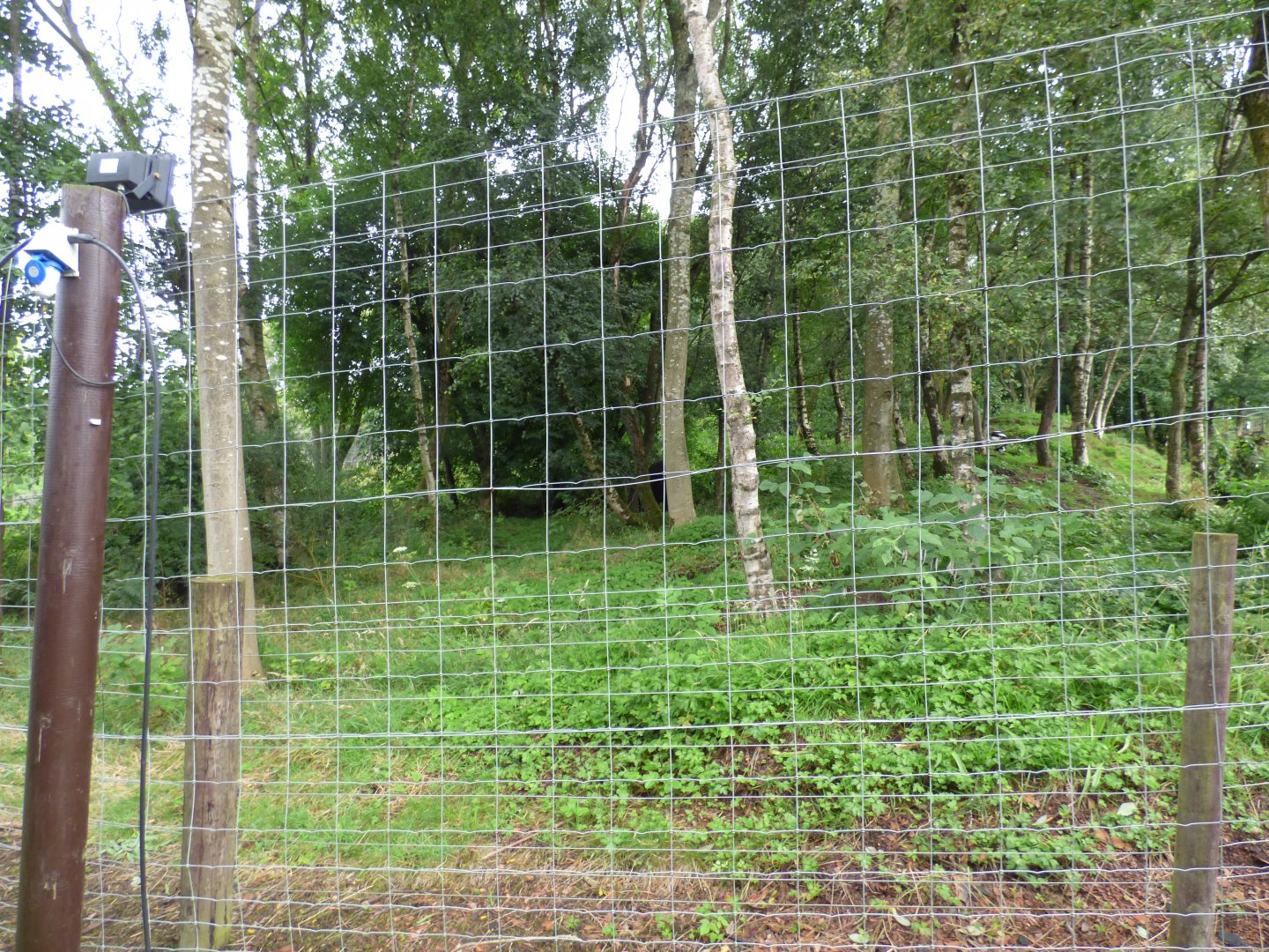 part of the Brown Bear enclosure