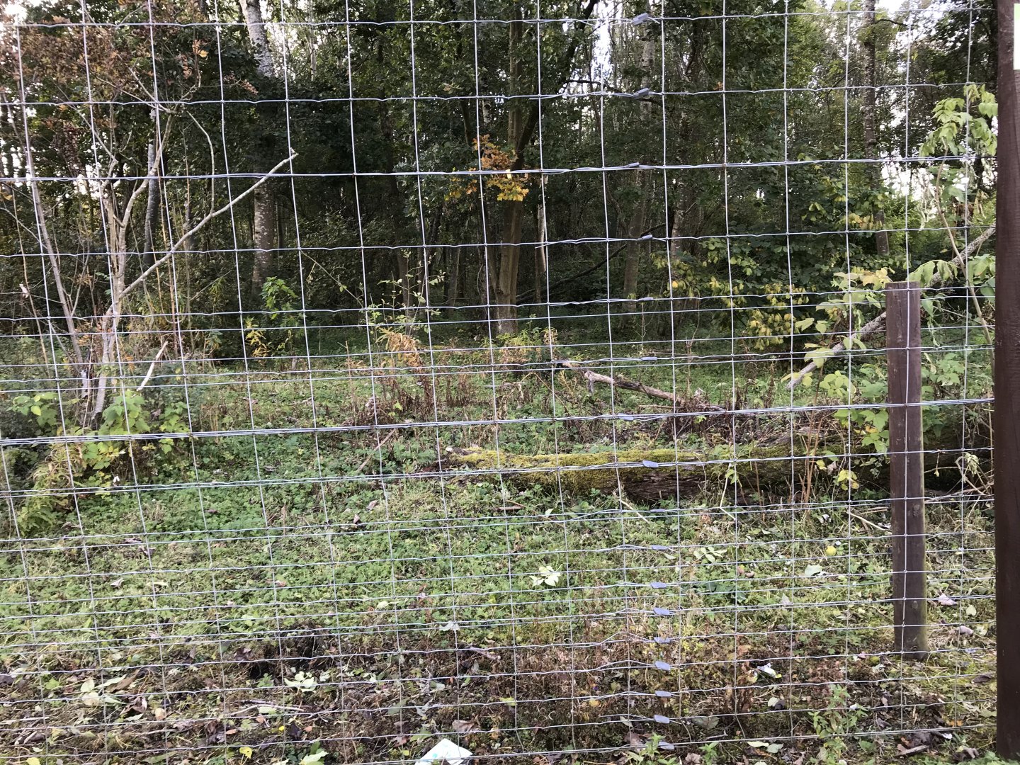 Part of the brown bear enclosure