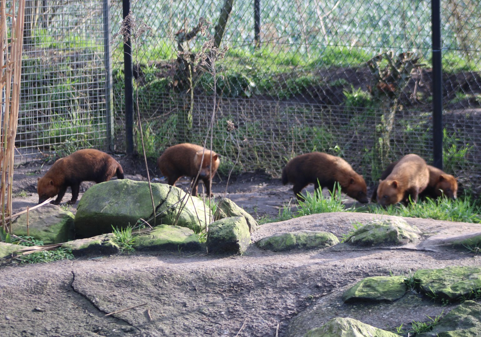 Part of the Bush dog-pack