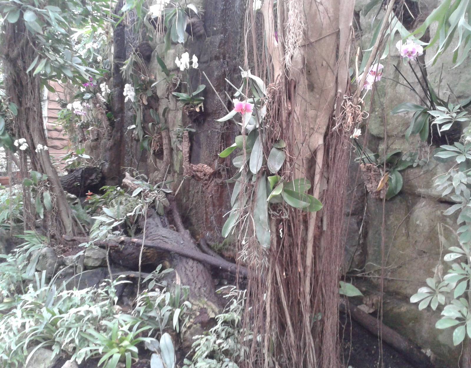 part of the butterfly-hall