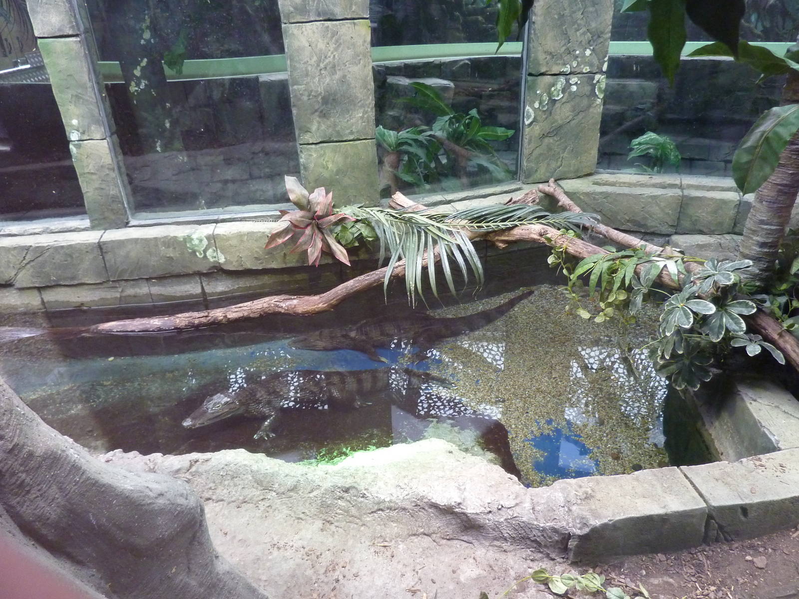 Part of the caiman enclosure in crocodile creek, 8th Feb 2012