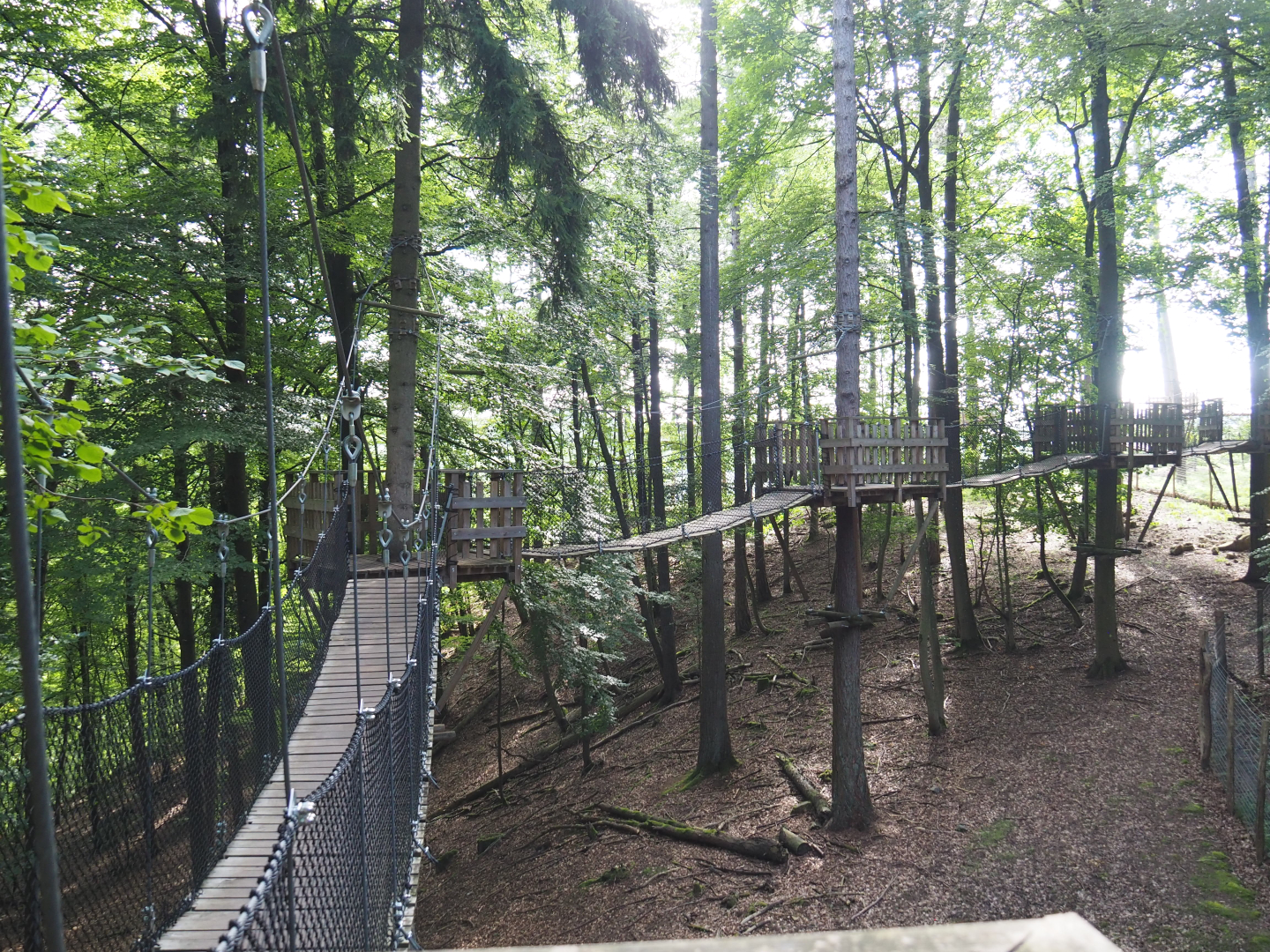 Part of the canopy trail, 2021-08-15
