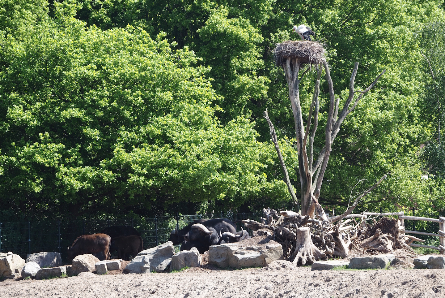 Part of the Cape buffalo exhibit with European white stork nest, 2025-04-30