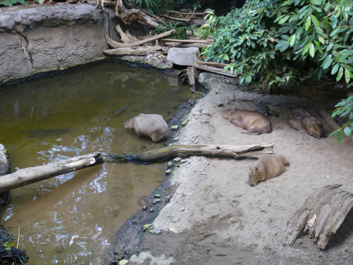 Part of the Capybara Beach exhibit - reopening 31-08-2020