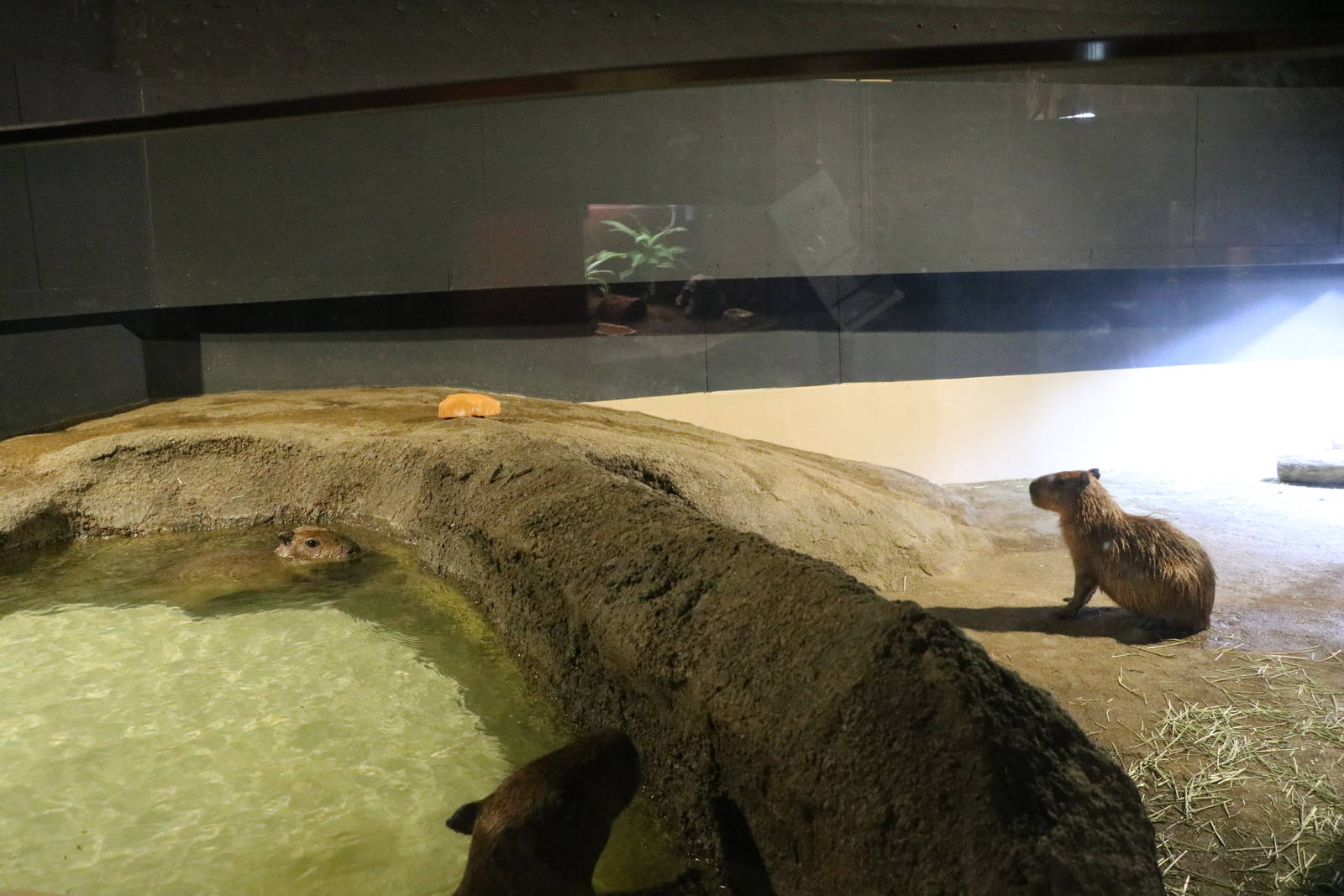 Part of the capybara enclosure - EPSON Aqua Park, February 2016