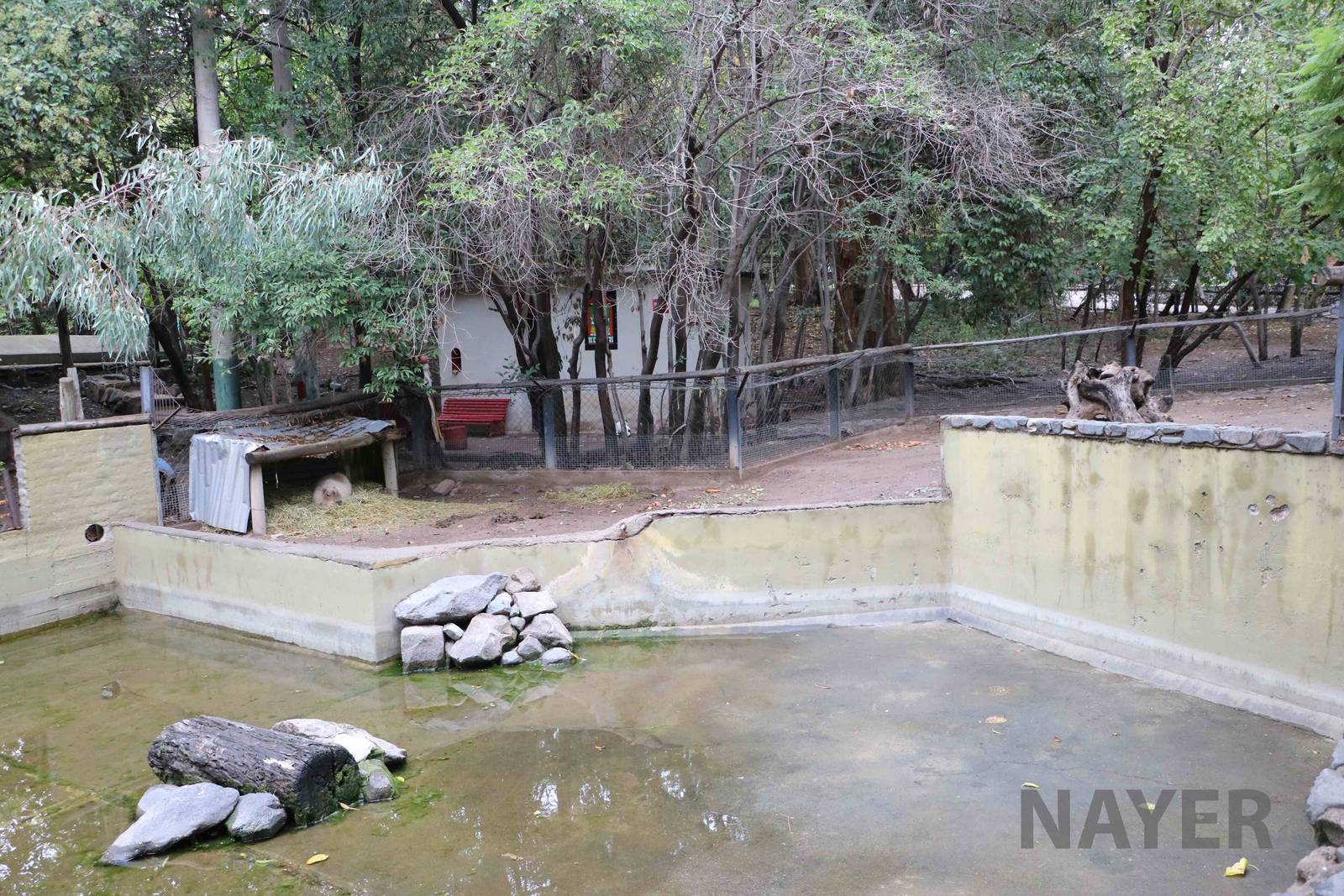 Part of the capybara enclosure - Mendoza Zoo, April 2016