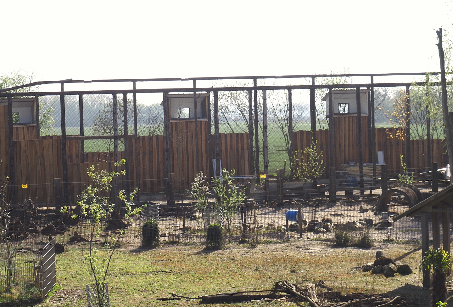 Part of the Capybara, Giant anteater and Darwin's rhea exhibit, White-lipped peccary exhibit and Scavenger aviary under construction, 2025-04-12