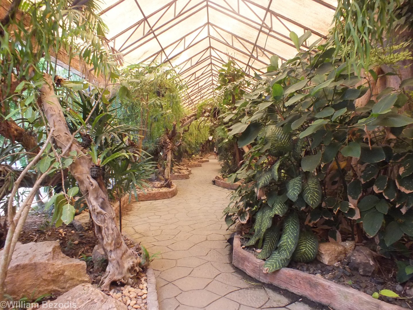 Part of the Cats Complex