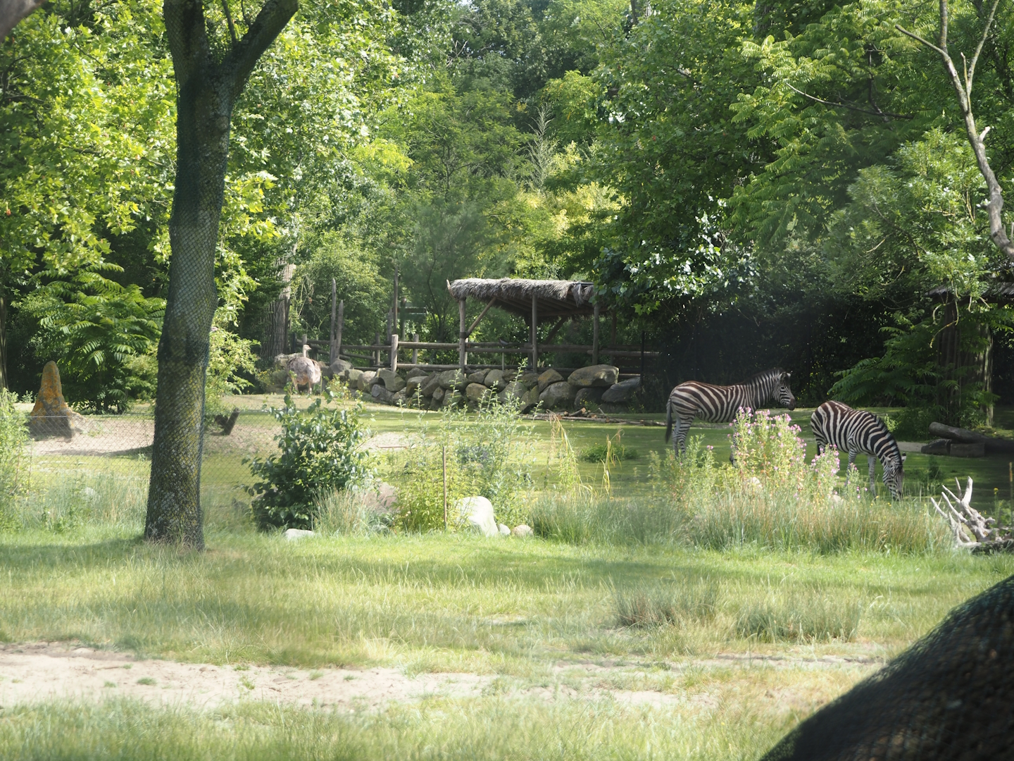 Part of the Chapman's zebra and North African ostrich paddock, seen from across the giraffe paddock, 2024-06-30