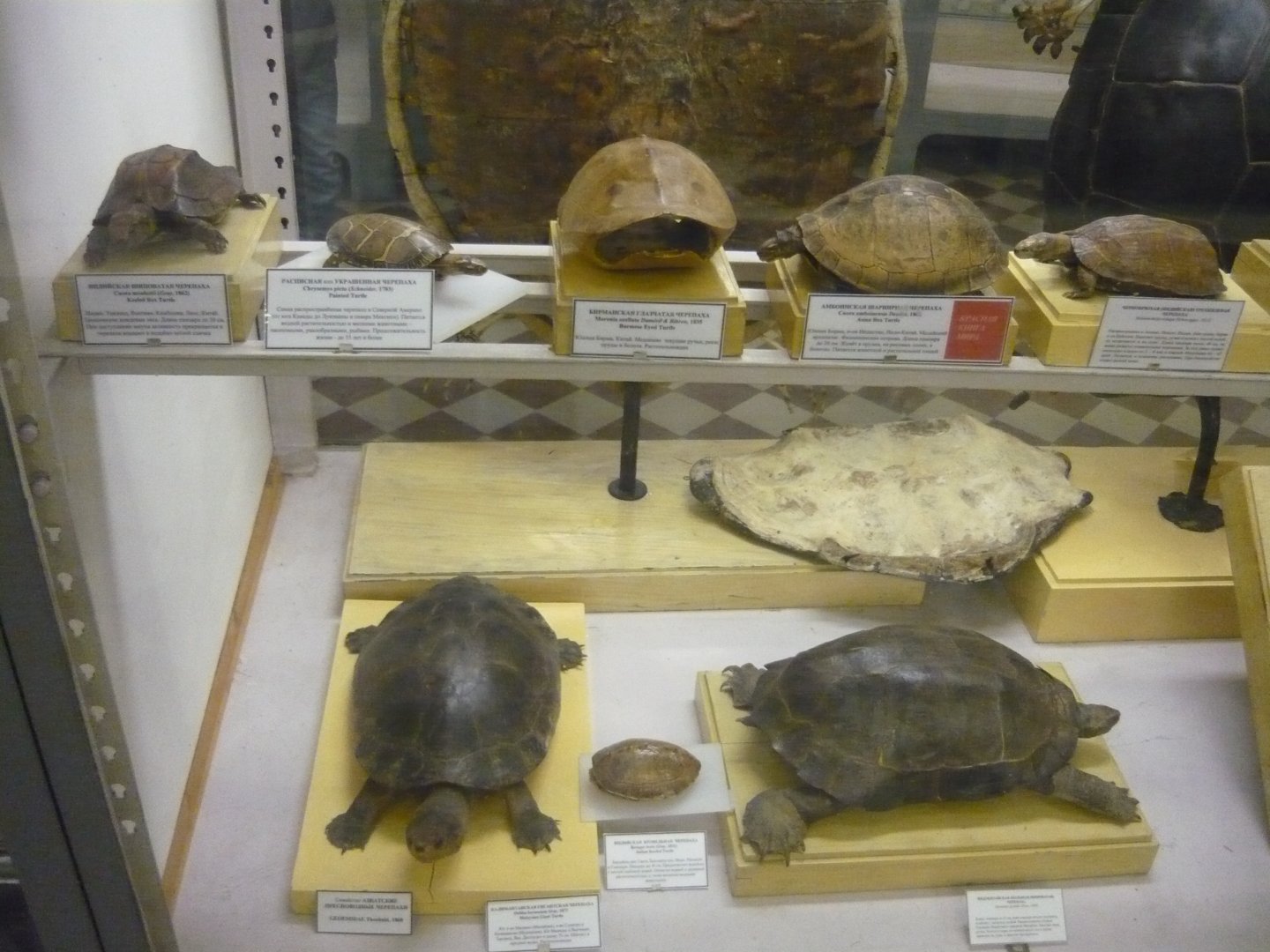 Part of the chelonian collection