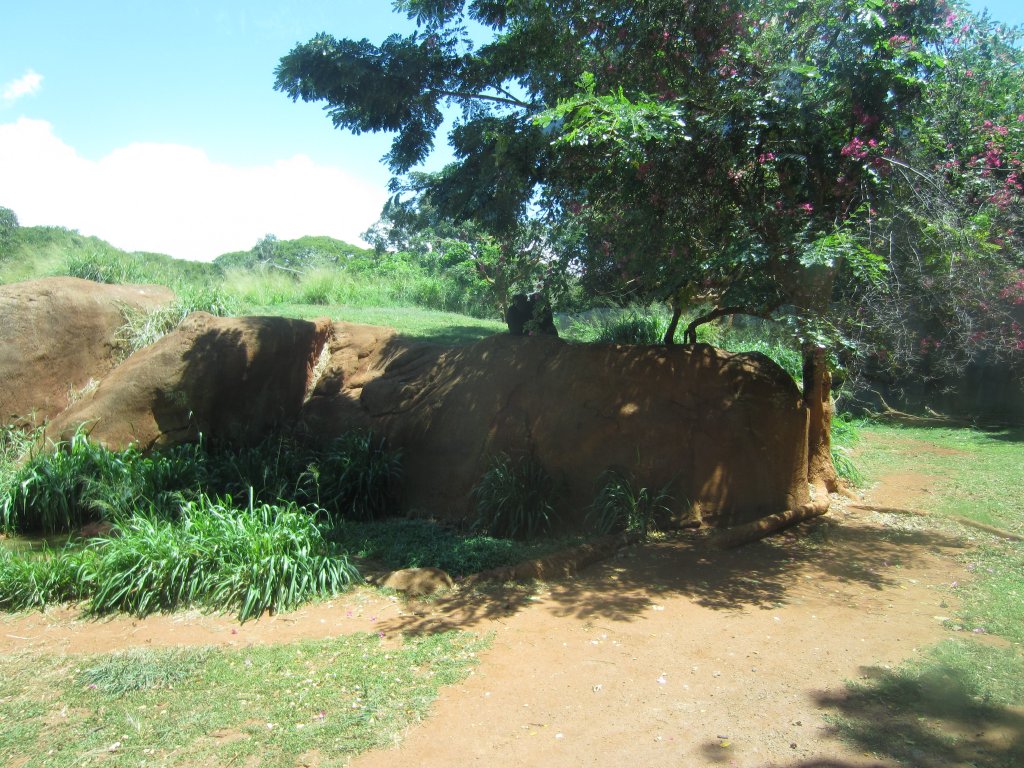 Part of the Chimp enclosure