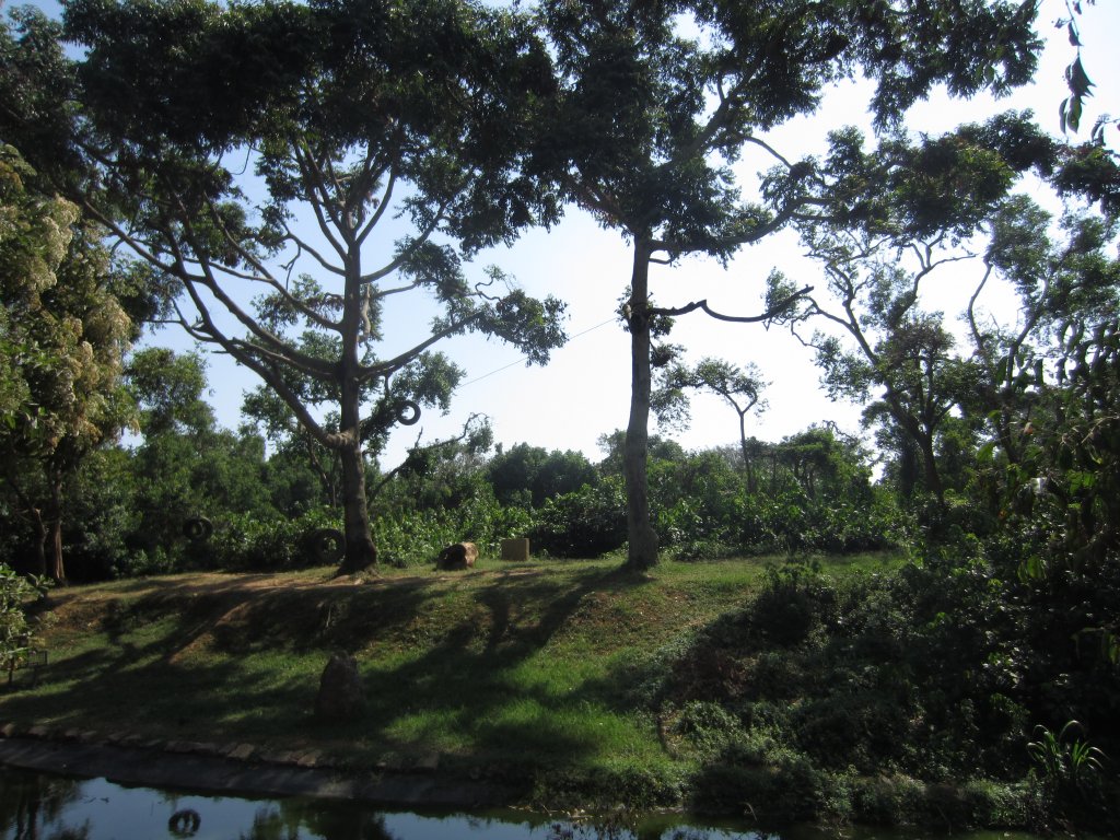 Part of the chimp exhibit