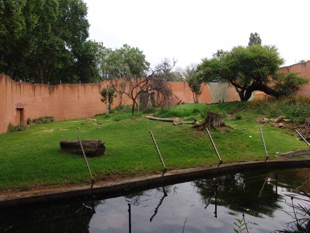 Part of the Chimpanzees' (Pan troglodytes) enclosure