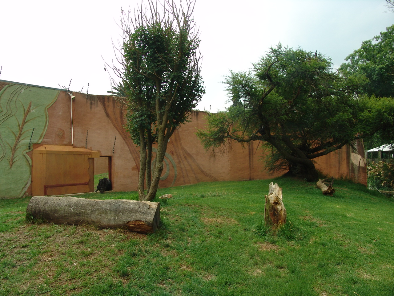 Part of the Chimpanzee's (Pan troglodytes) exhibit