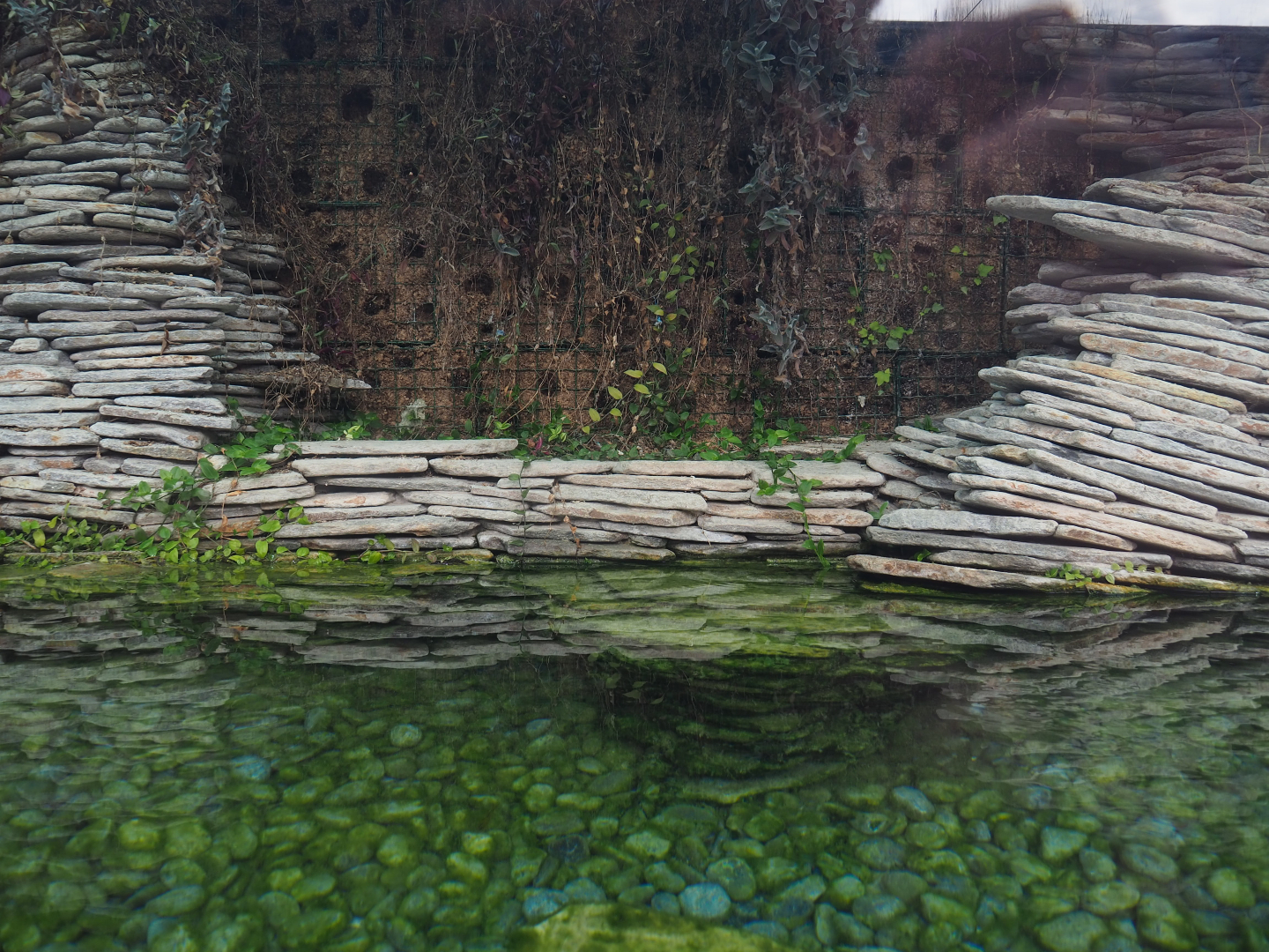 Part of the Chinese alligator exhibit, 2019-10-05