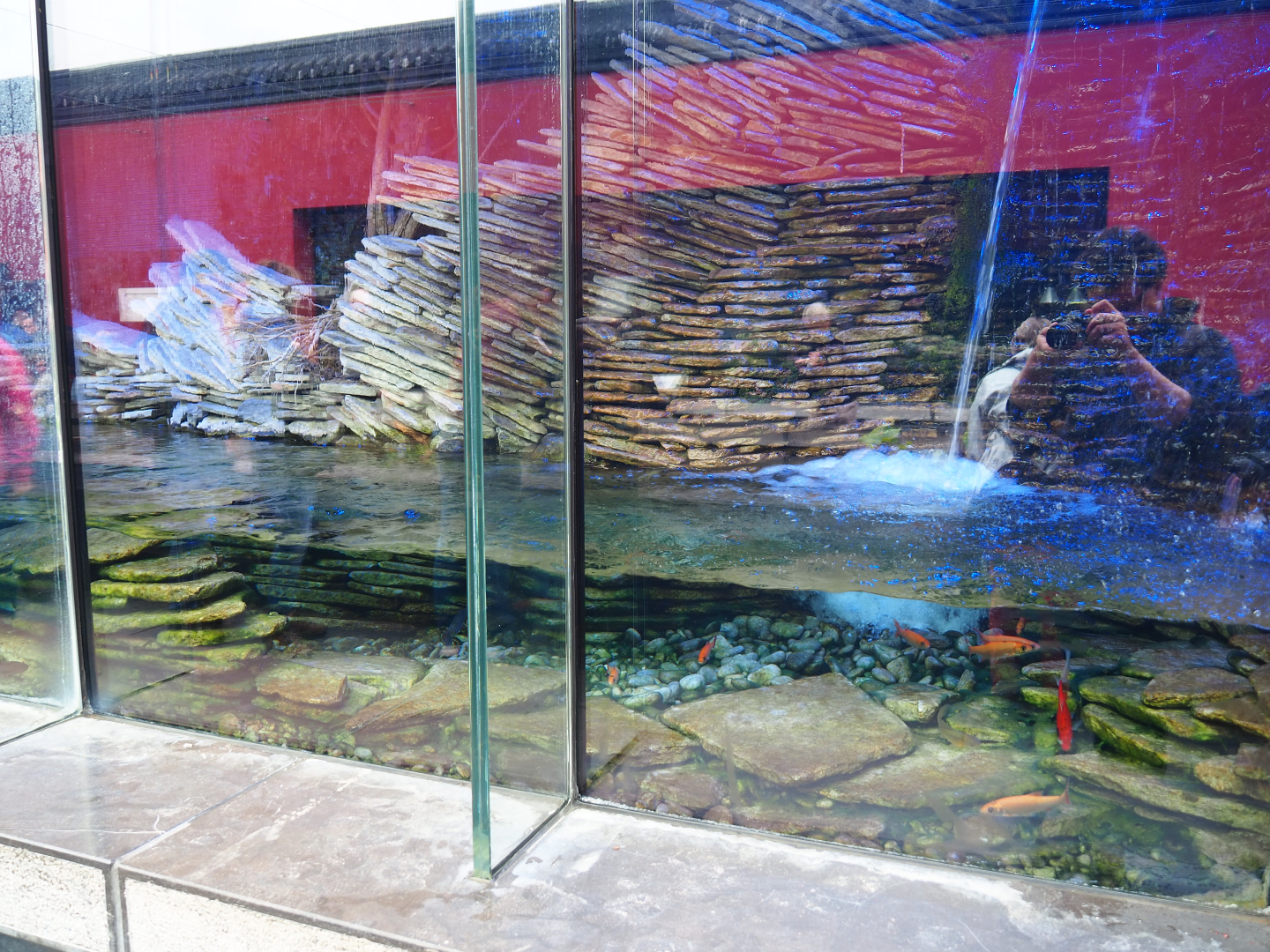 Part of the Chinese giant salamander exhibit, 2019-10-05