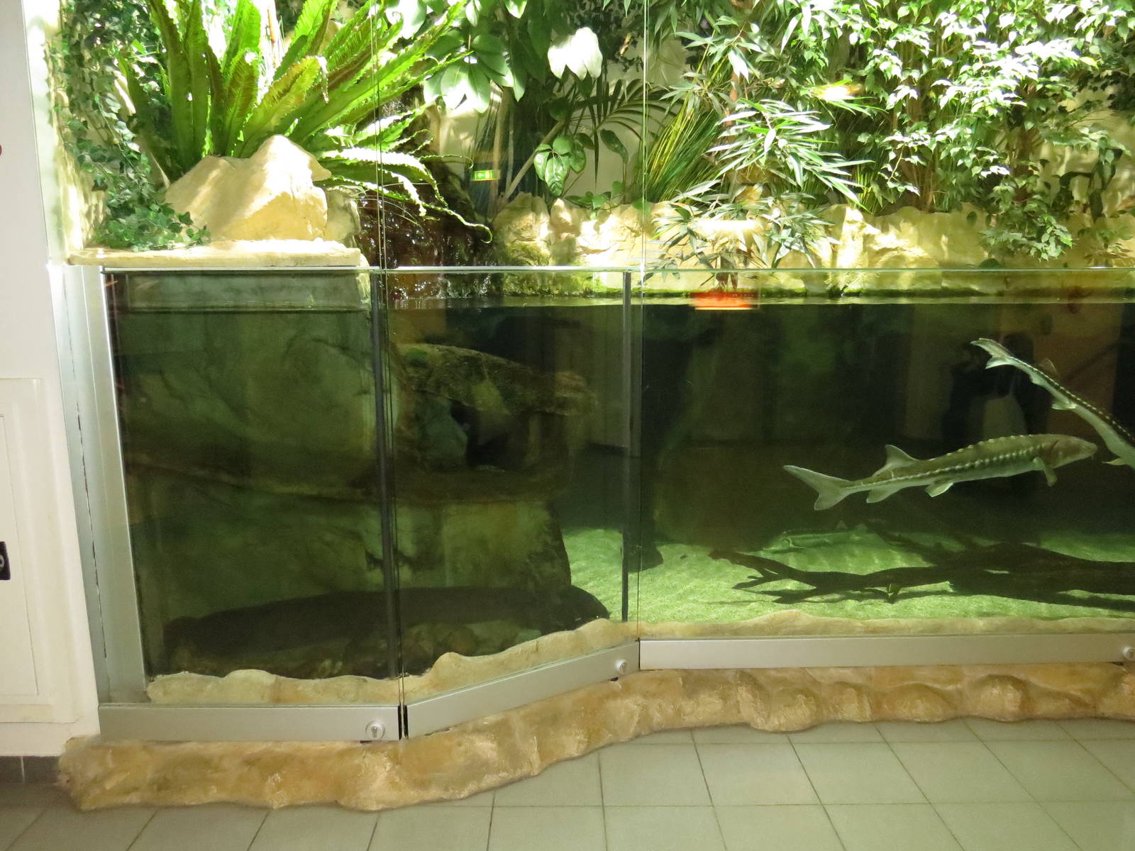 Part of the Chinese giant salamander tank, October 2014.