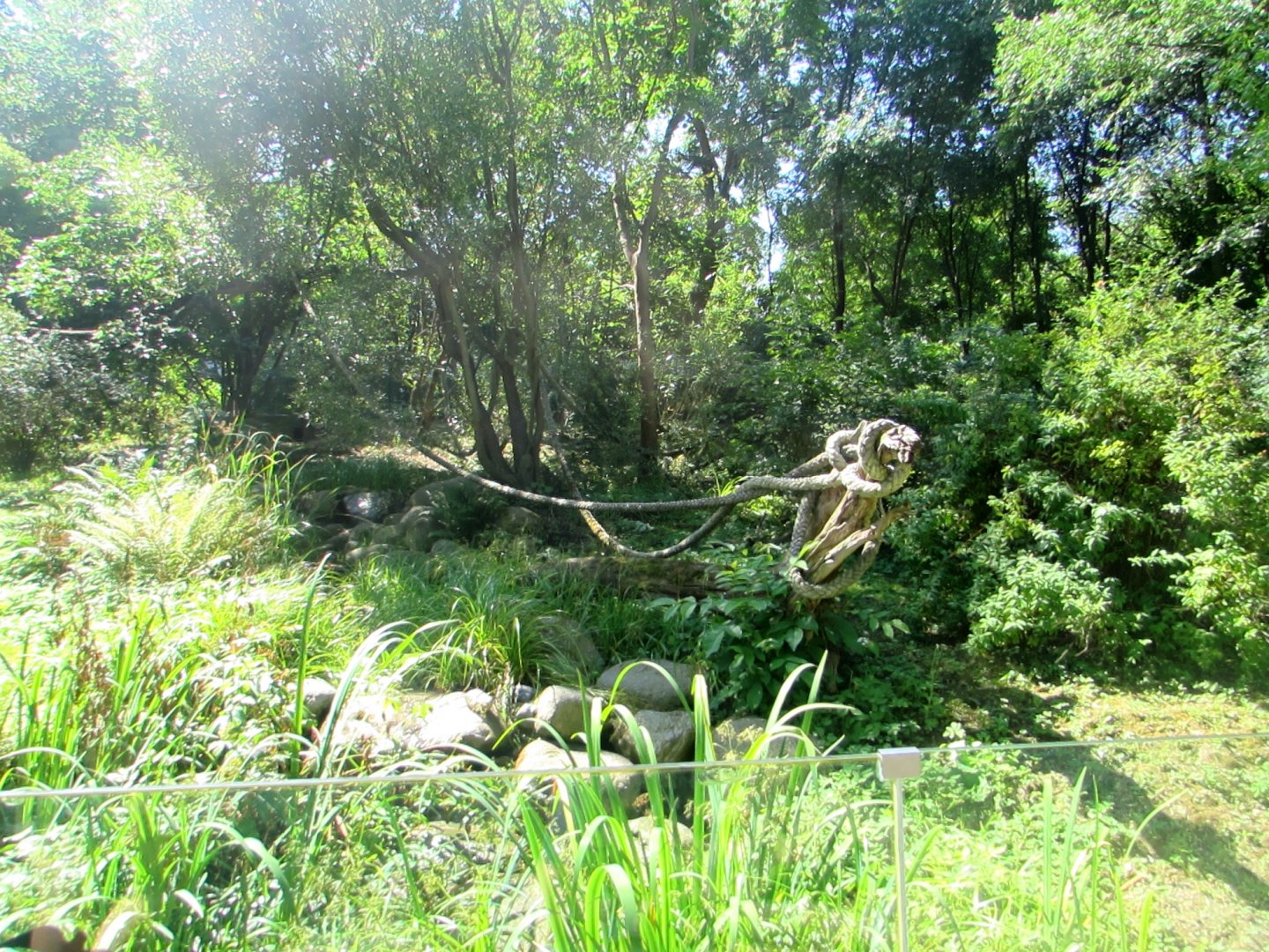 Part of the Coati enclosure - July/2017