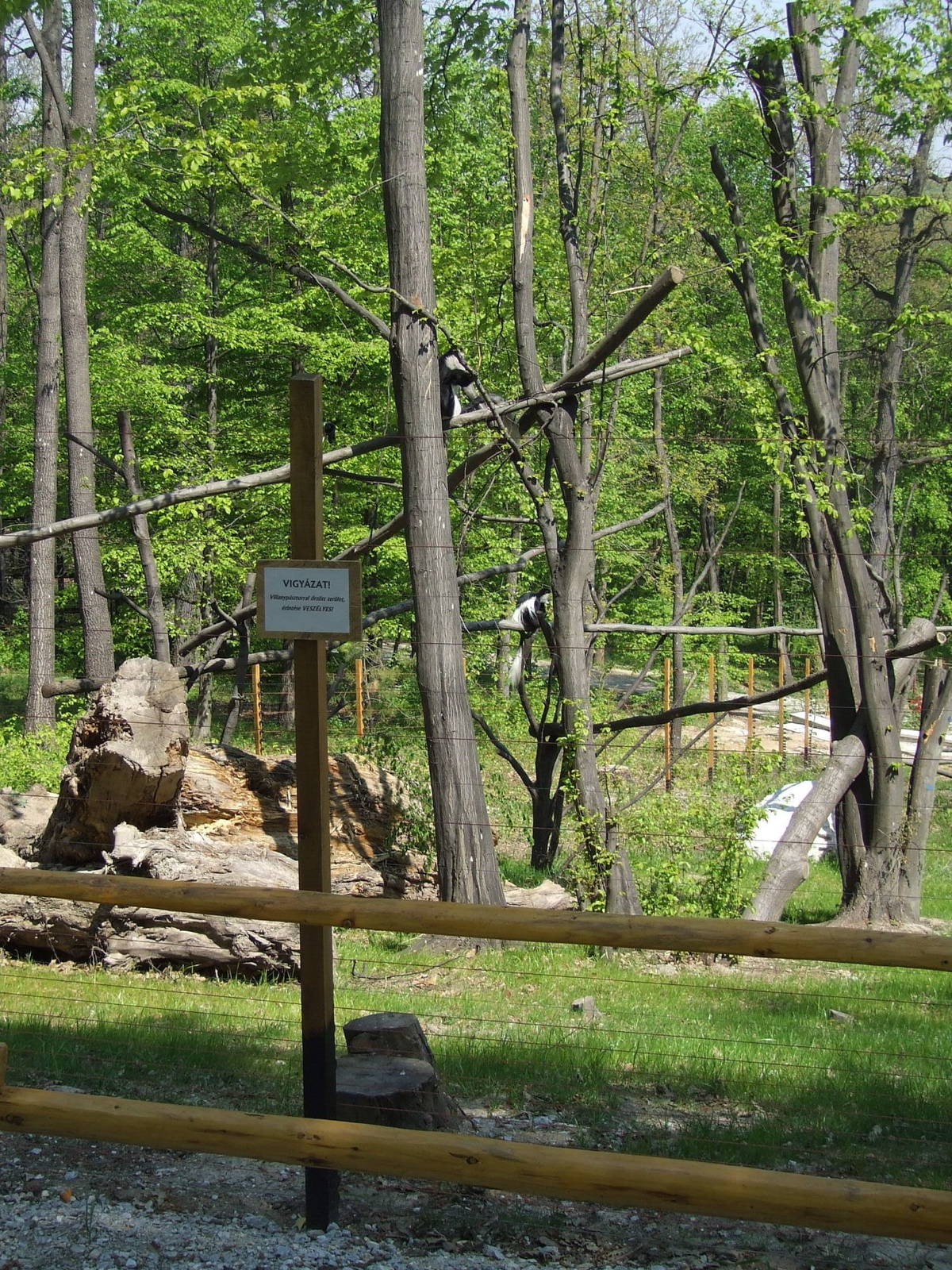 Part of the colobus enclosure @ Miskolc Zoo, Hungary