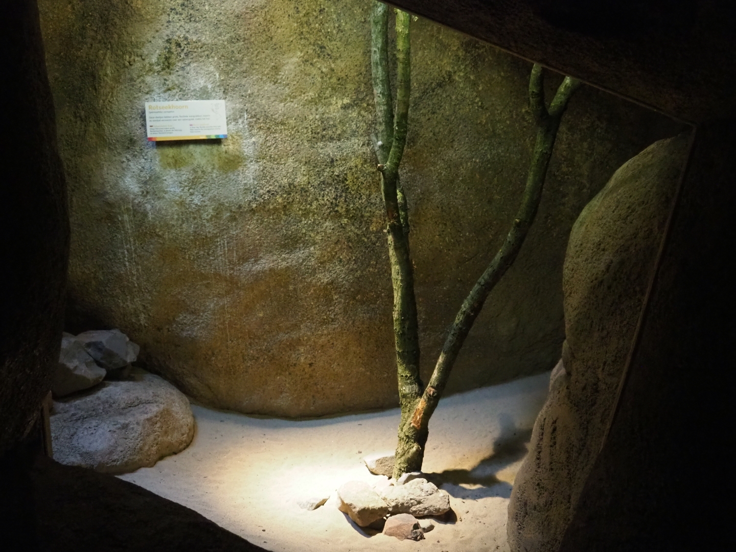 Part of the common rock squirrel exhibit (Sep 16th, 2018)