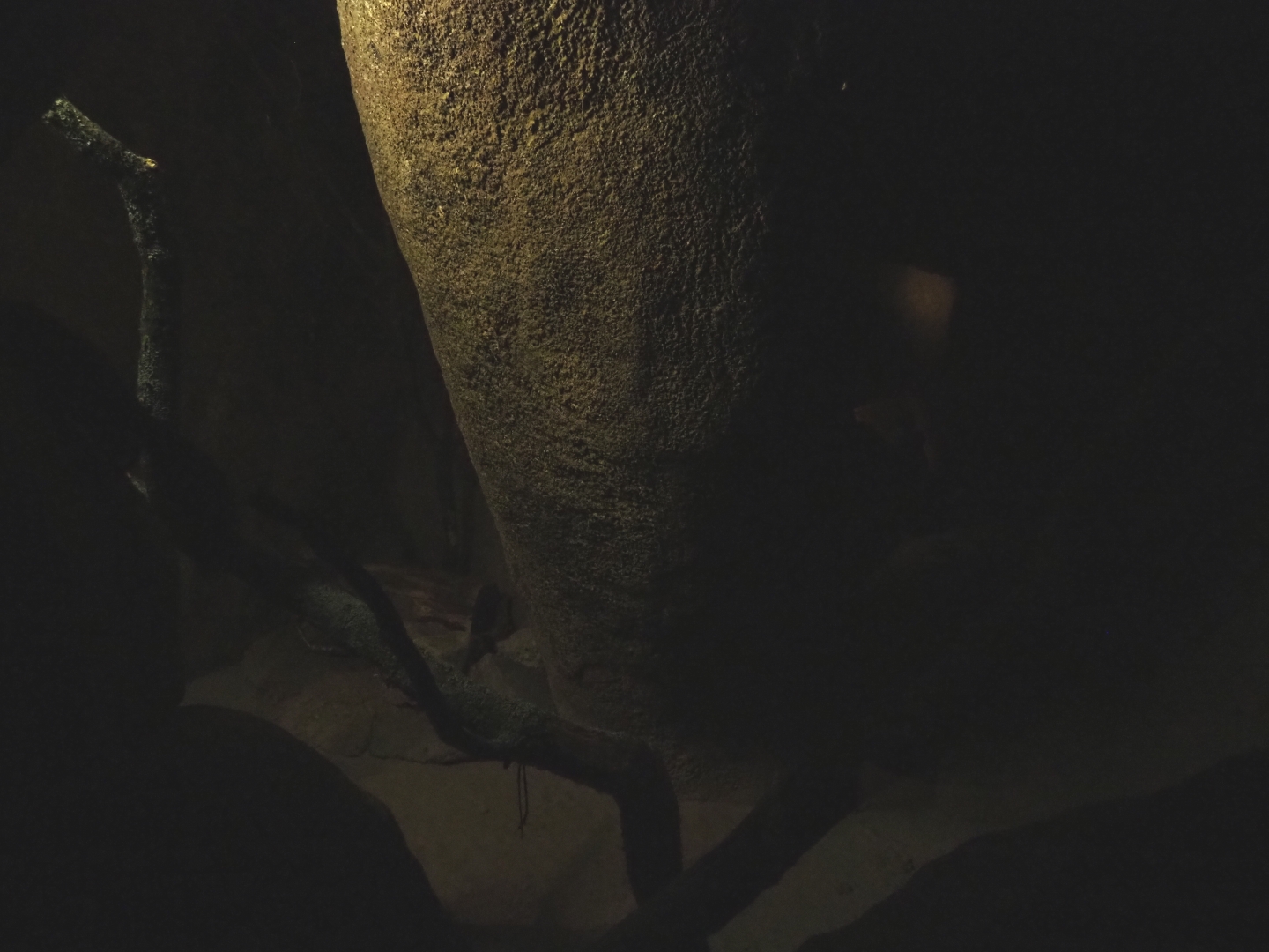 Part of the common rock squirrel exhibit (Sep 16th, 2018)