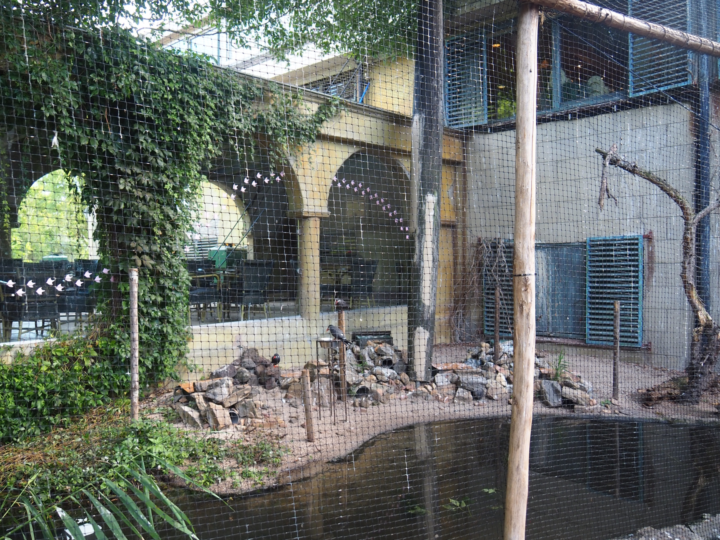 Part of the Cuban aviary between visitor area and terrace viewing windows, 2022-08-28
