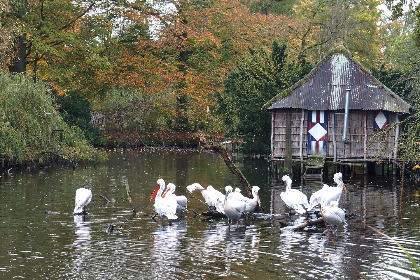 Part of the Dalmatian pelican pond, with the flock and the Dalmatian pelican house, 2021-11-06