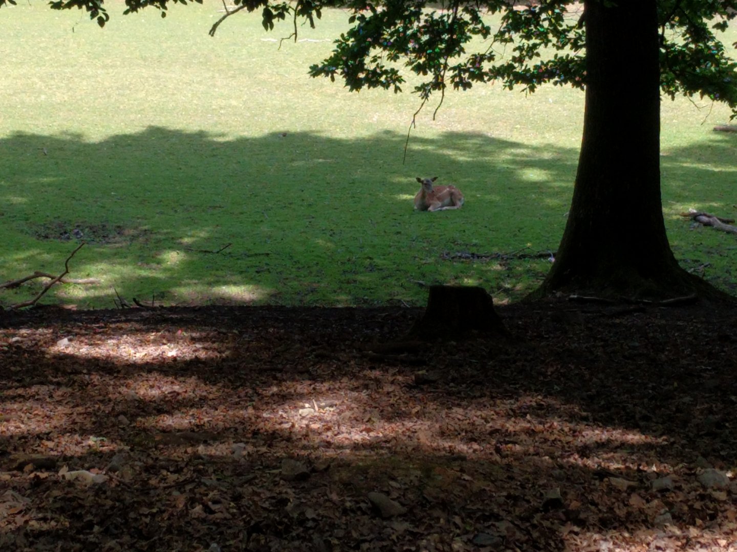 Part of the Deer Walkthrough