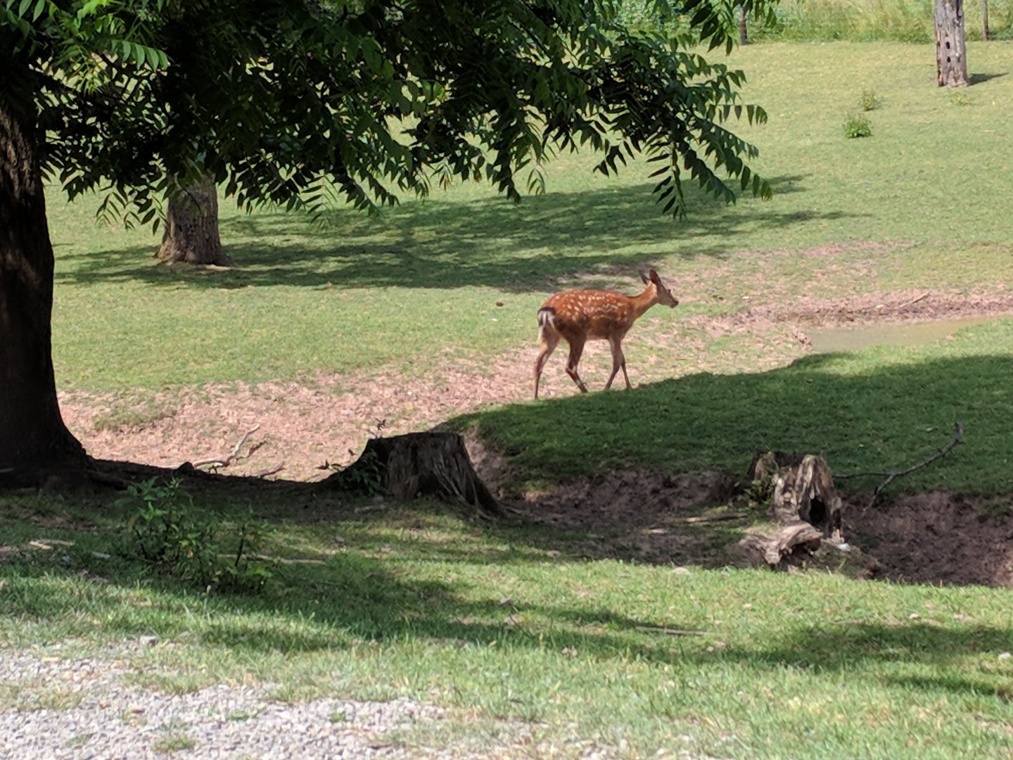 Part of the Deer Walkthrough