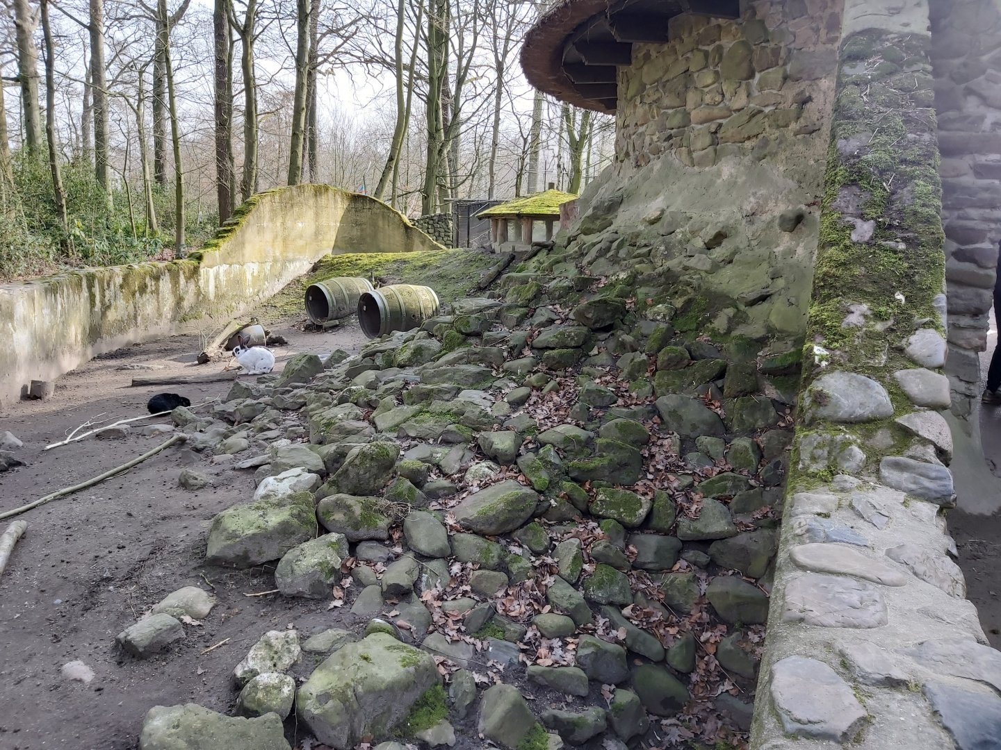 Part of the domestic rabbit enclosure/former badger enclosure