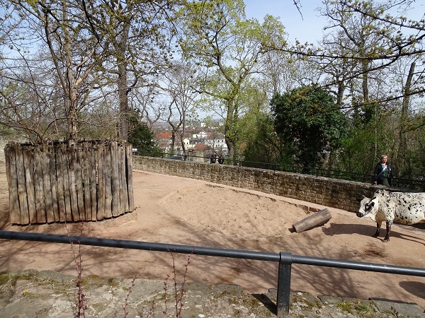 Part of the dwarf zebu enclosure (04/22)