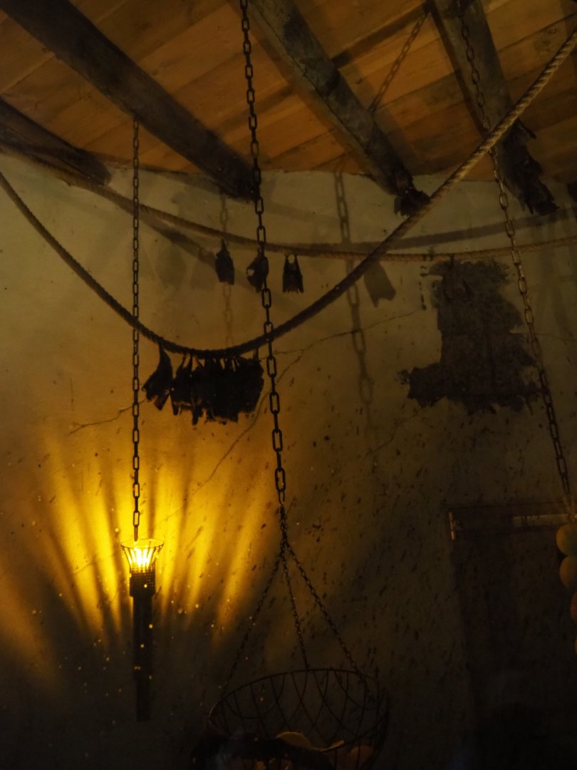 Part of the Egyptian fruit bat exhibit