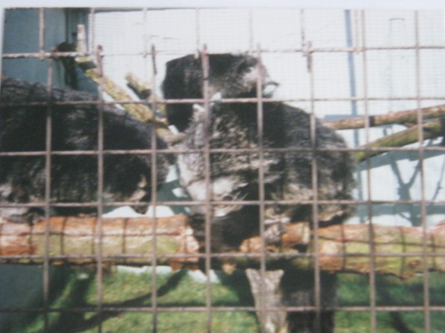 Part of the eight strong Binturong group in 1994.