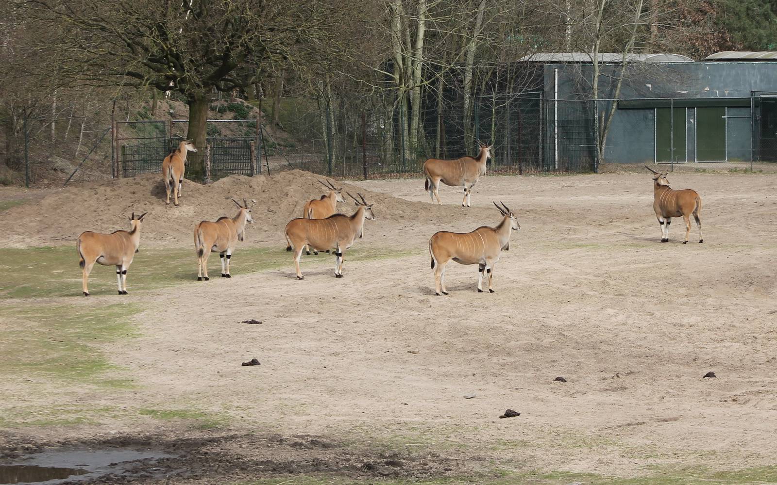 Part of the Eland-herd