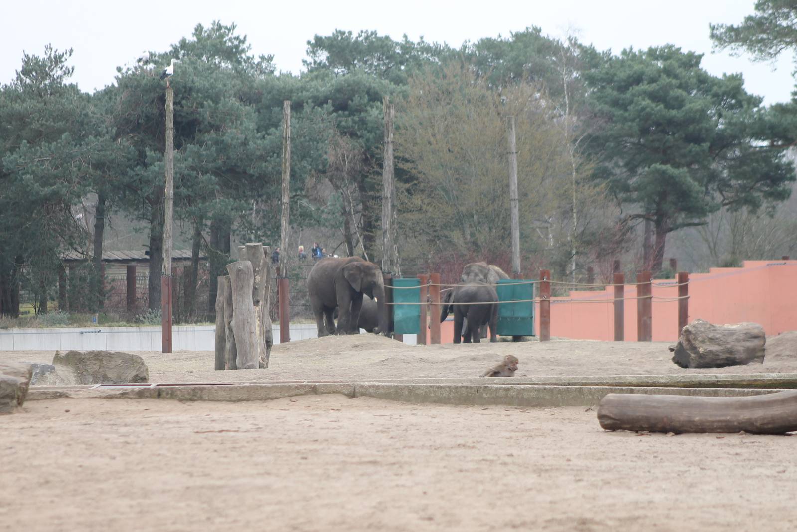 Part of the Elephant enclosure and White stork