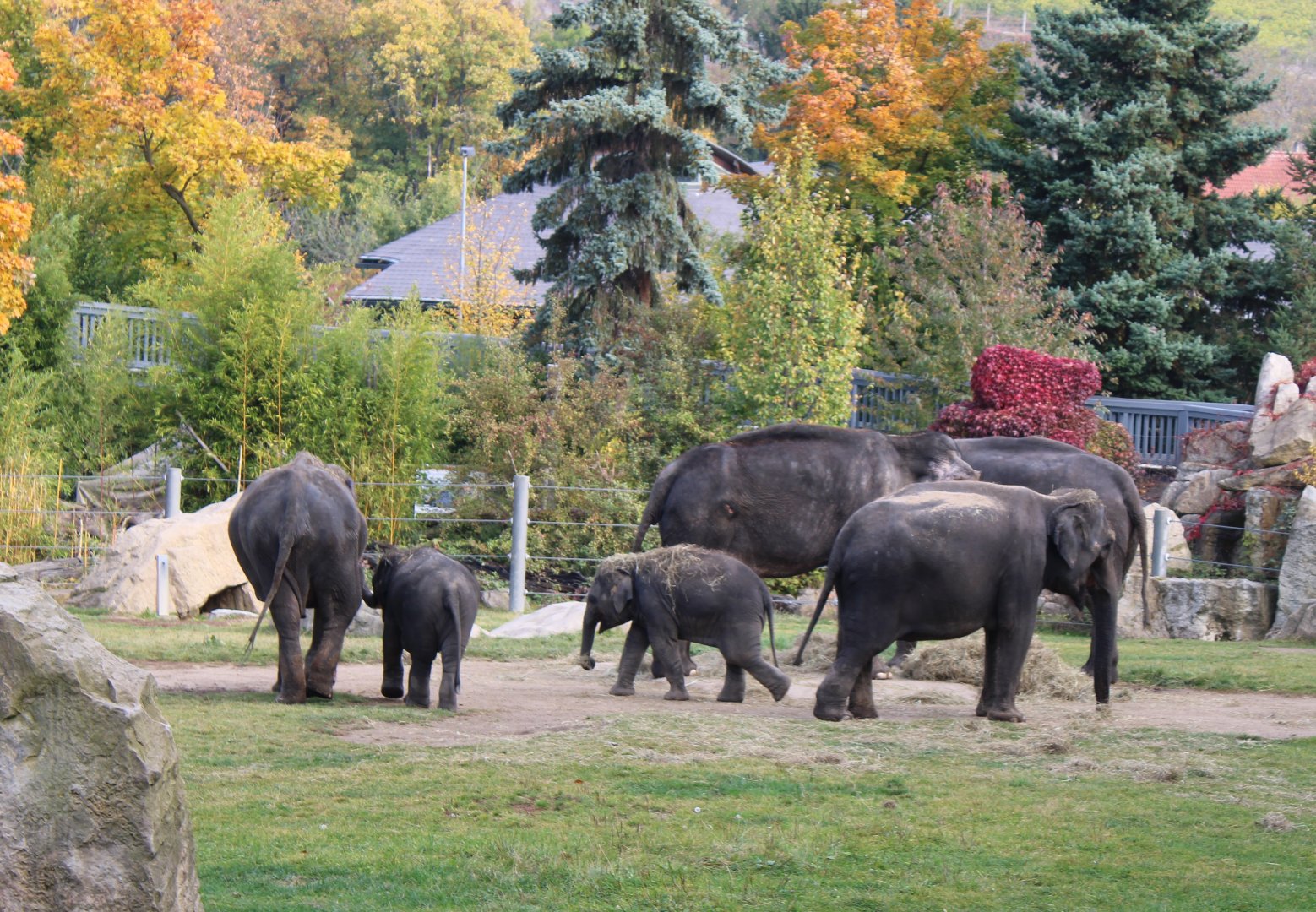 Part of the Elephant herd
