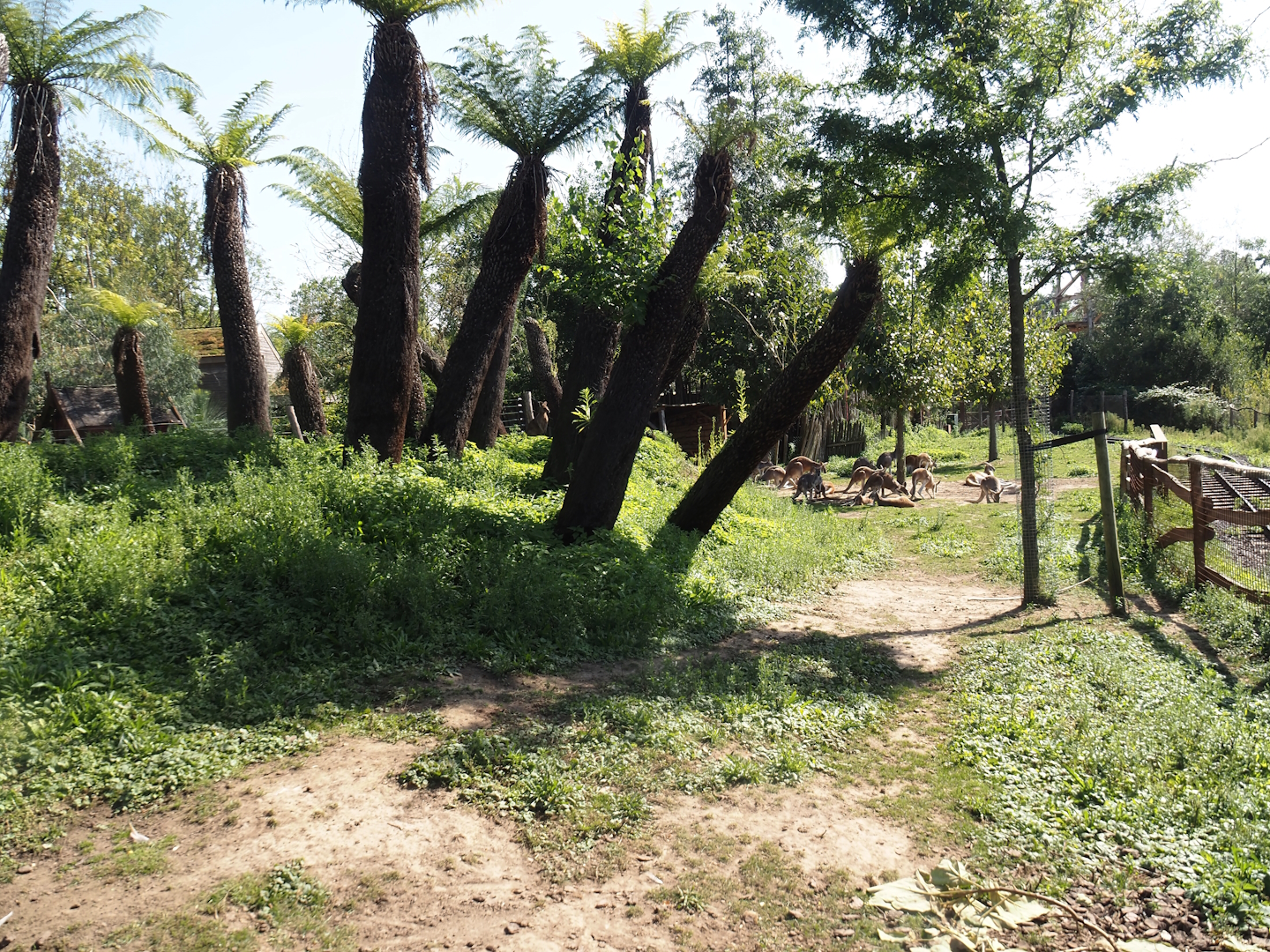 Part of the Emu, Eastern grey Kangaroo, Red kangaroo and Swamp wallaby walk-through exhibit with Tasmanian tree ferns, 2024-09-17