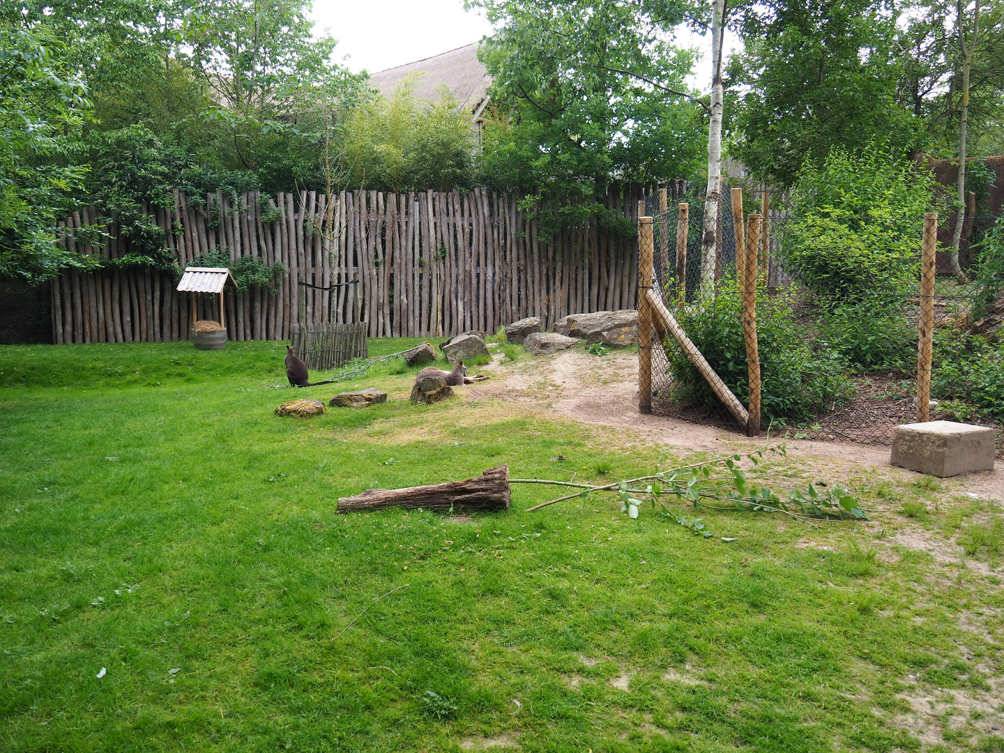 Part of the Emu, Red kangaroo and Swamp wallaby paddock, 2020-05-23