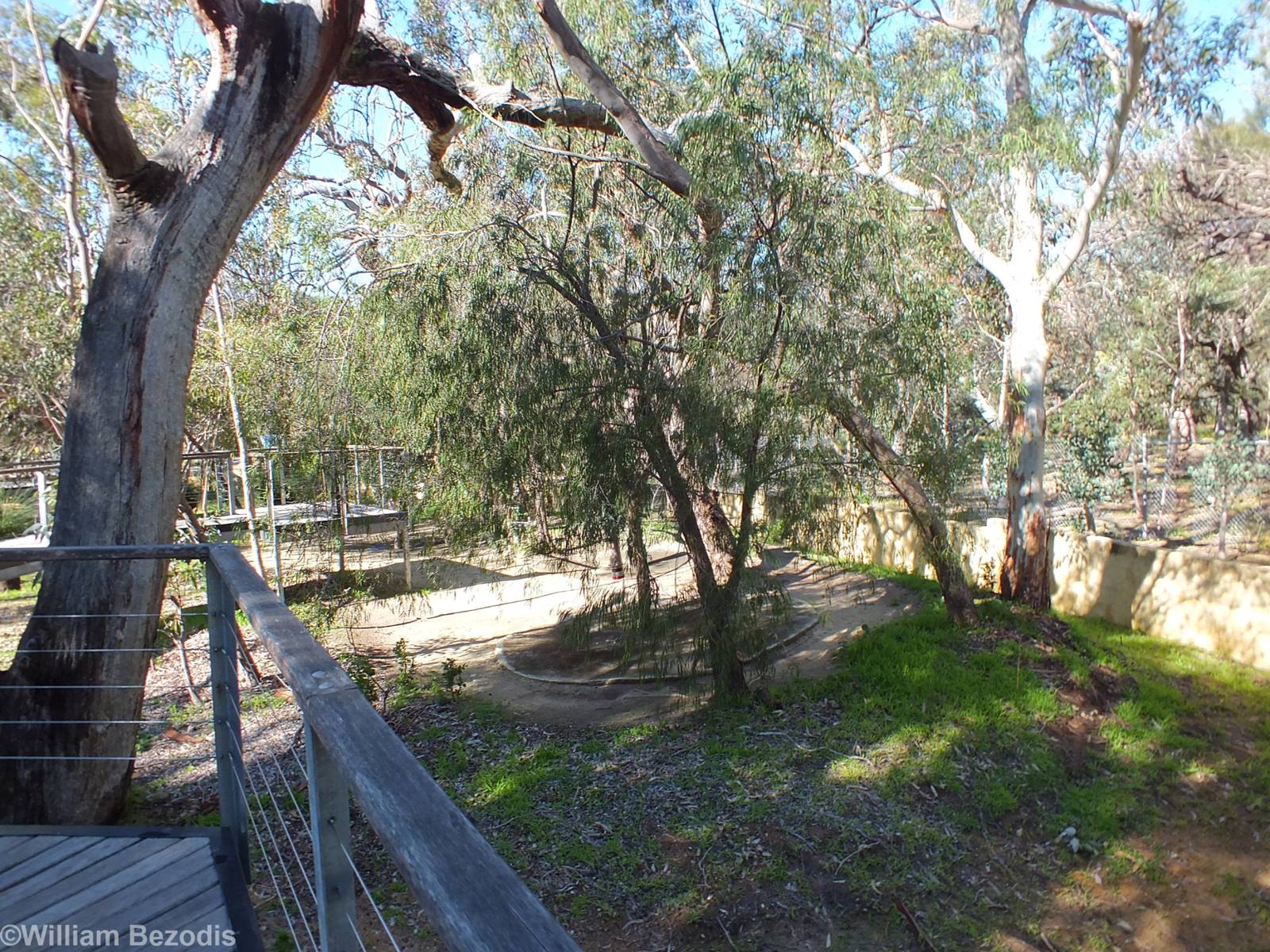 Part of the Enclosure - Yanchep National Park Koala Enclosure