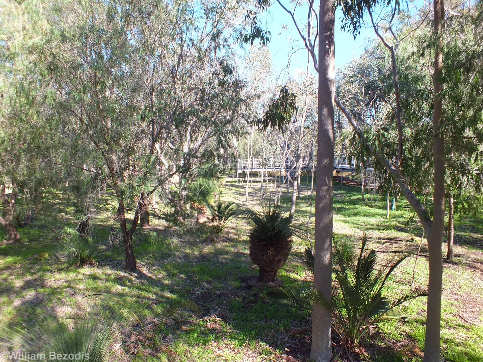 Part of the Enclosure - Yanchep National Park Koala Enclosure
