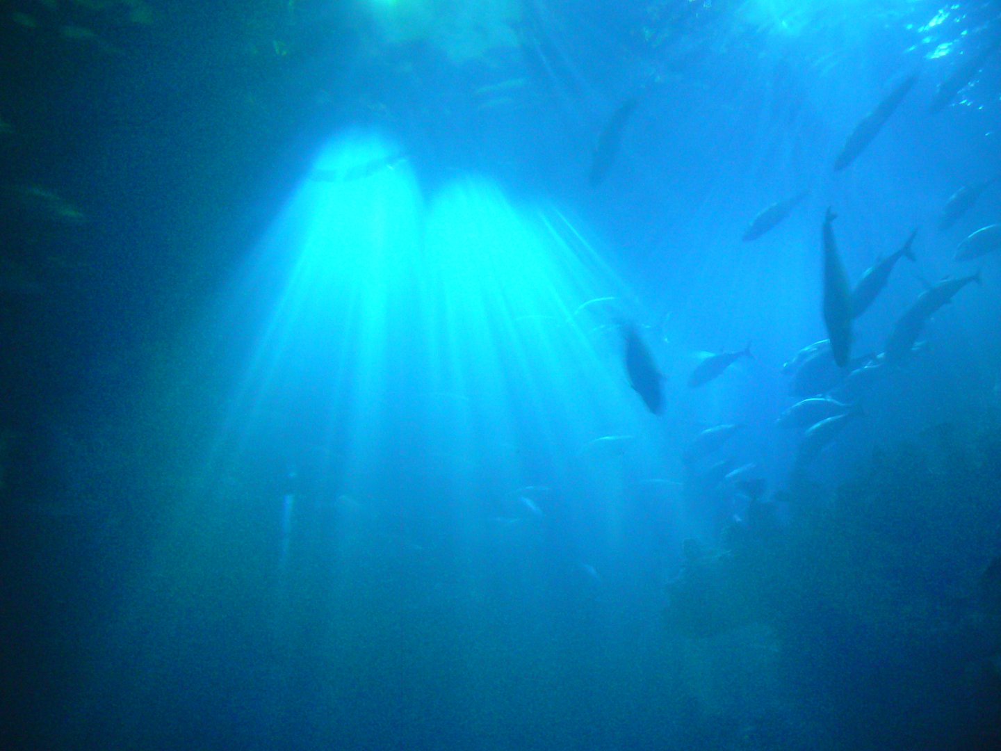 Part of the 'Endless Oceans' Tank - 1 December 2016