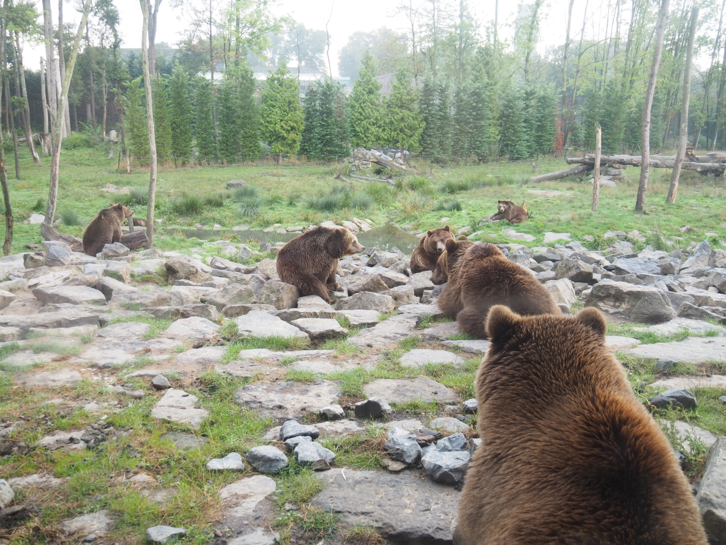 Part of the Eurasian brown bear and Eurasian grey wolf exhibit, with several bears, 2022-09-15