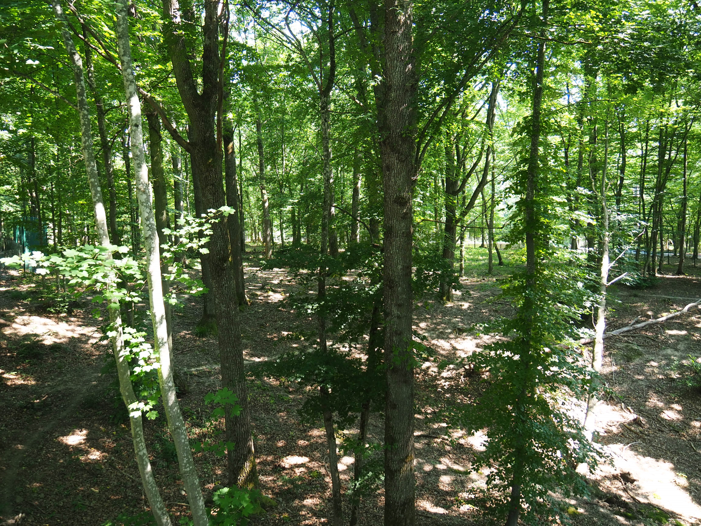 Part of the Eurasian grey wolf exhibit, 2020-07-12