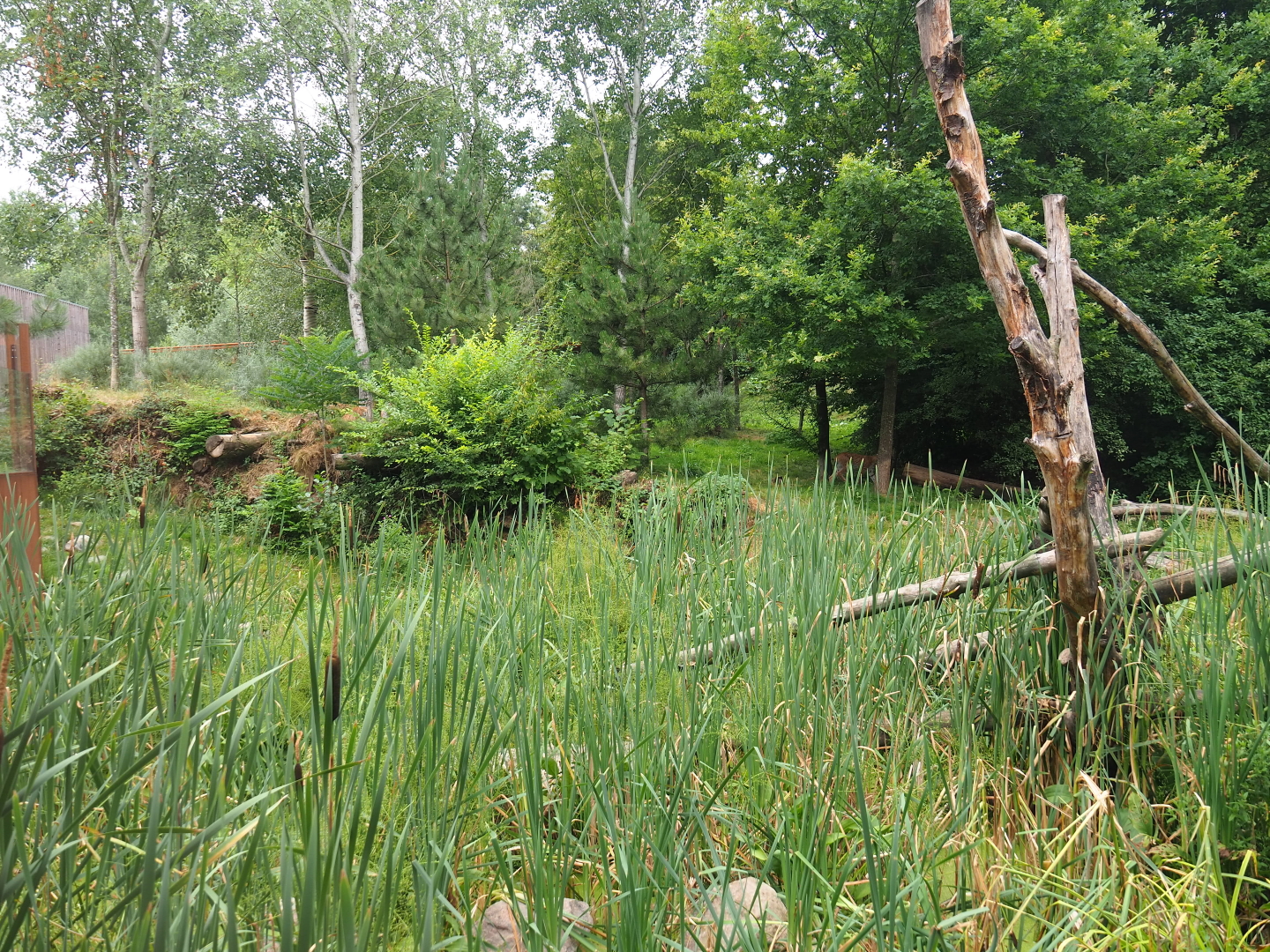 Part of the Eurasian lynx exhibit, 2019-07-21
