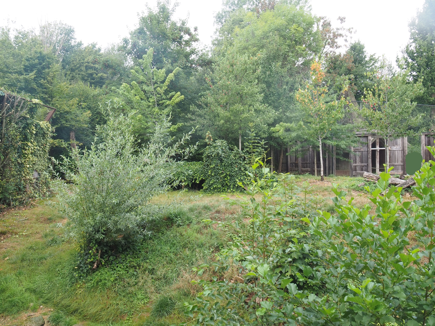 Part of the Eurasian wolf exhibit, 2022-08-20