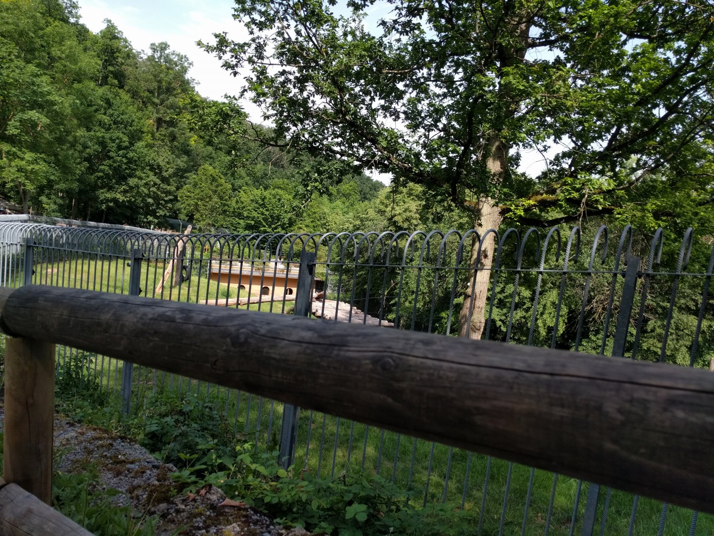 Part of the European Brown Bear Enclosure