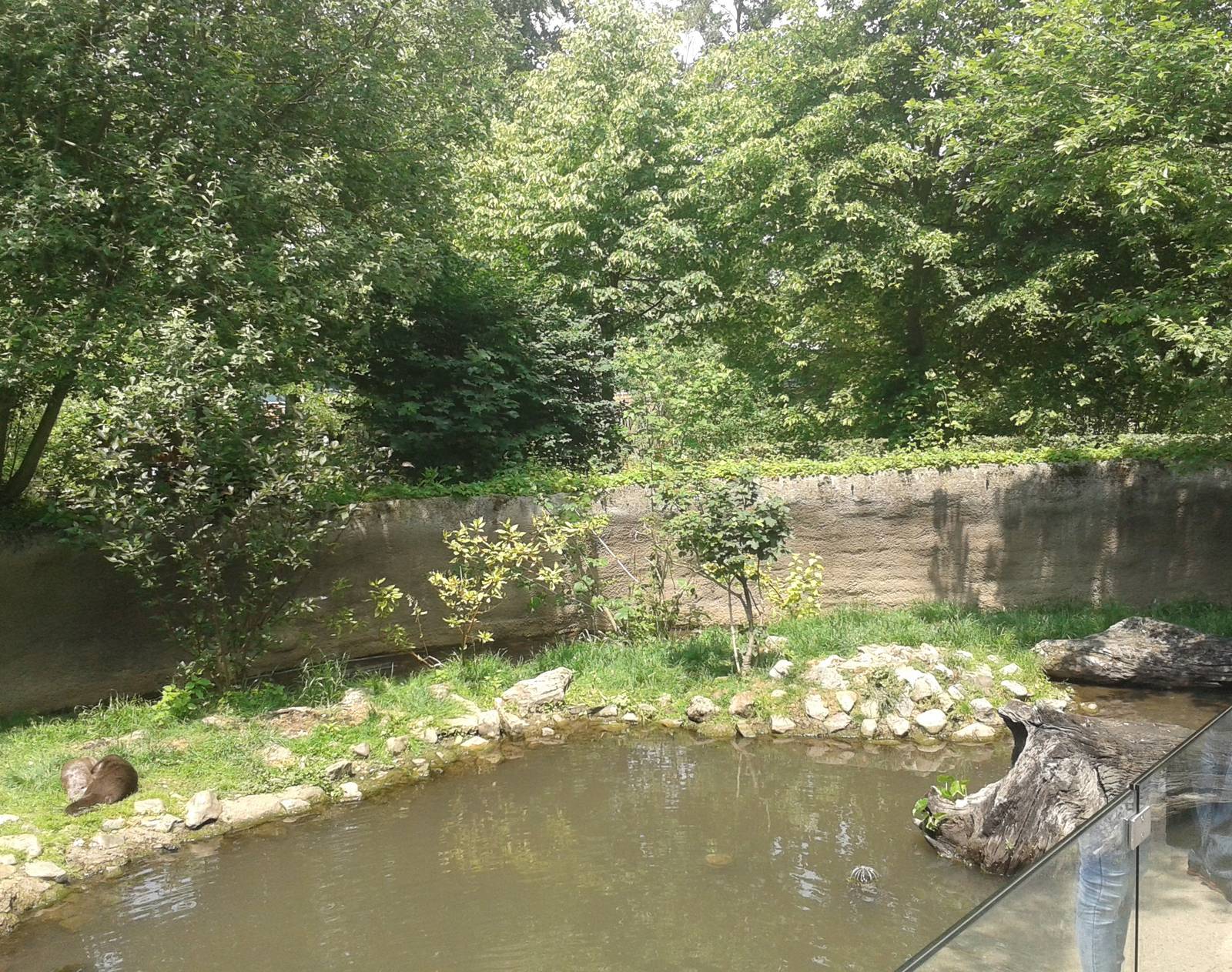 Part of the European otter enclosure