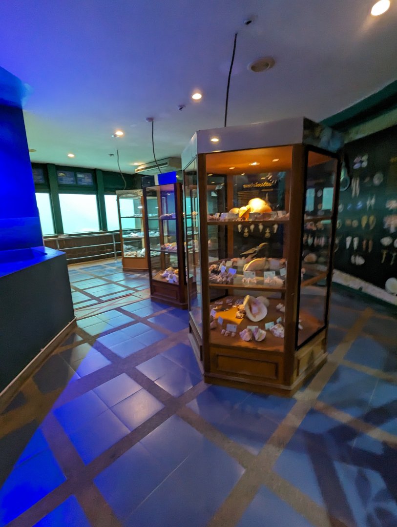 Part of the Extensive Shell Museum - Rayong Aquarium